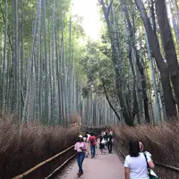 嵐山 竹林の小径の写真・動画_image_650901