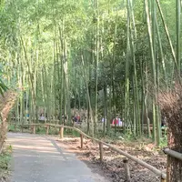 嵐山 竹林の小径の写真・動画_image_674943