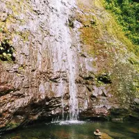 Manoa Fallsの写真・動画_image_694854