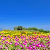 鼻高展望花の丘の写真・動画_image_720151