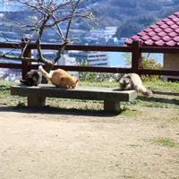 猫の細道の写真・動画_image_738325