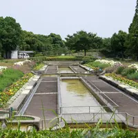荒子川公園ガーデンプラザのラベンダーの写真・動画_image_742930