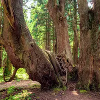 幻想の森の写真・動画_image_753214
