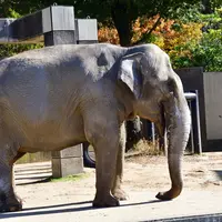 いしかわ動物園の写真・動画_image_766411