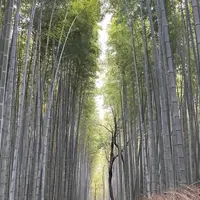 嵐山 竹林の小径の写真・動画_image_797096