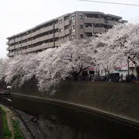 大岡川観音橋の写真・動画_image_81723