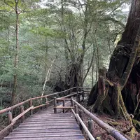 屋久島自然休養林（ヤクスギランド）の写真・動画_image_890186