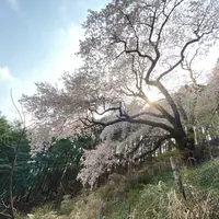 大山桜の写真・動画_image_899100