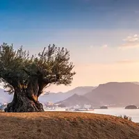 樹齢千年のオリーヴ大樹の写真・動画_image_914287