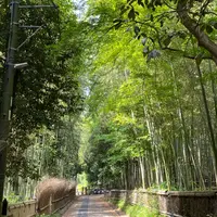 嵐山 竹林の小径の写真・動画_image_918274