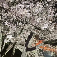 徳島中央公園の写真・動画_image_981633