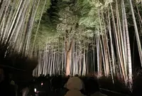 嵐山 竹林の小径の写真・動画_image_18506