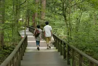 赤沢自然休養林の写真・動画_image_41217