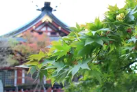 大山阿夫利神社の写真・動画_image_52932