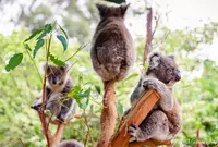 WILD LIFE Sydney Zoo（ワイルドライフ・シドニー動物園）の写真・動画_image_1035365