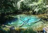 神の子池の写真・動画_image_1636707