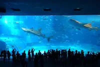 沖縄美ら海水族館の写真・動画_image_206706