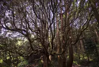 高森殿の杉の写真・動画_image_220344