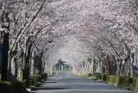 牧場の桜の写真・動画_image_518544