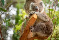 Kuradna Koala Garden（キュランダ・コアラガーデン）の写真・動画_image_1141276