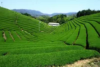 宇治茶の郷　和束の茶畑の写真・動画_image_73785