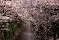 目黒川の桜並木の写真・動画_image_171385