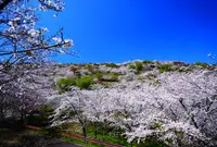 花立公園の写真・動画_image_518541