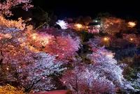 夜桜にうっとり♪の写真・動画_image_526589