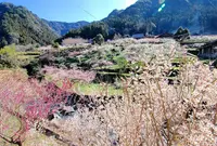 川売の梅の写真・動画_image_171338