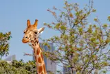タロンガ動物園