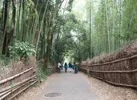 嵐山 竹林の小径の写真・動画_image_890387
