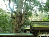 若狭姫神社の写真・動画_image_130782