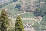 京都府景観遺産２「撰原（えりはら）の茶畑」
