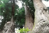八坂神社の「大スギさん」の写真・動画_image_175676