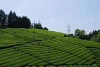 石寺の茶畑の写真・動画_image_73862