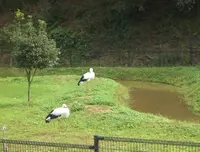 兵庫県立コウノトリの郷公園へ行くなら おすすめの過ごし方や周辺情報をチェック Holiday ホリデー