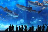 沖縄美ら海水族館