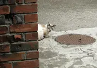 別府やよい商店街振興組合の写真・動画_image_74618