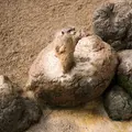 草津熱帯圏の写真_26608