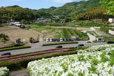 ナイナイお見合い大作戦 次回開催予定地 和歌山県有田川町の魅力 有田川町の花嫁募集 Holiday ホリデー