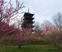備中国分寺の写真・動画_image_124501