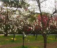 出水のしだれ桜の写真・動画_image_71498
