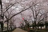 菊池神社の写真・動画_image_172610