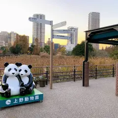 【上野動物園】ジャイアントパンダの観覧方法徹底ガイド