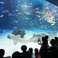 【2021年】サンシャイン水族館の楽しみ方完全ガイド！最新イベント情報も満載！
