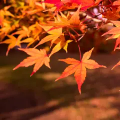 【秋に行くならココ】東京の秋観光で行きたいおすすめスポットを紹介！