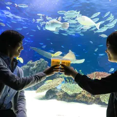 生き物たちを見ながらビールを１杯！「サンシャイン水族館 天空酒場2018」が池袋にオープン