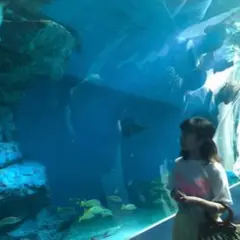 22年 東京のおすすめ水族館ランキングtop18 Holiday ホリデー