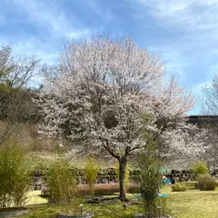桜山公園