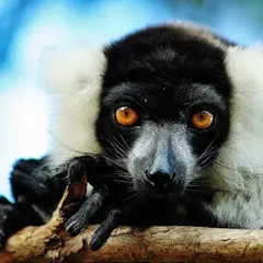 Lemur Park
